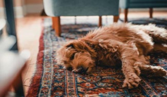 A dog lying on a rug.