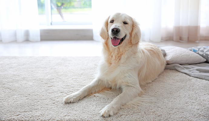 Dog sitting on a rug