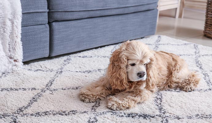 Pet sitting on clean rug