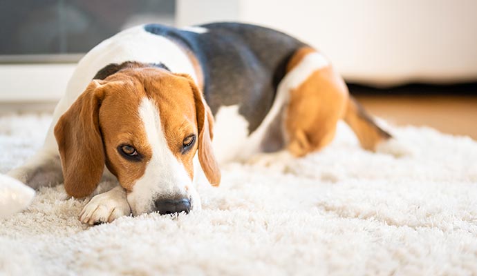 Dog on clean area rug