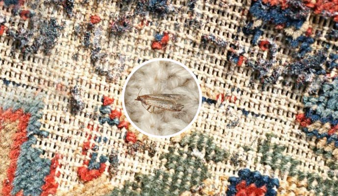 a zoomed in picture of moth in the rug