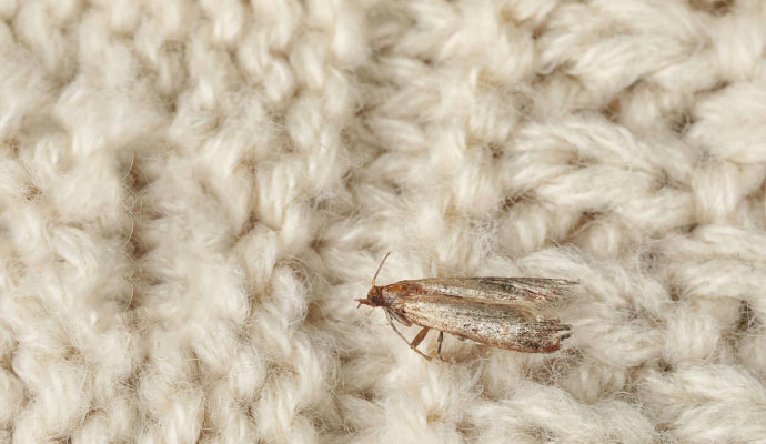 Visible moth on rug