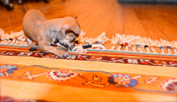 A small puppy playing on a colorful rug.